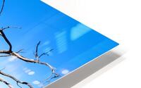 Bare Tree - Kings Canyon  HD Metal print