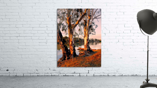 Murray River Gums Wall Preview