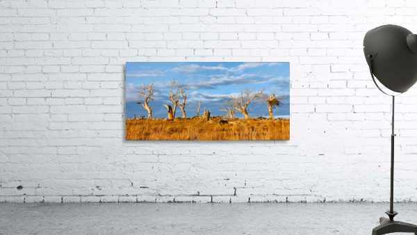 Beautiful Bare Trees 2 Wall Preview