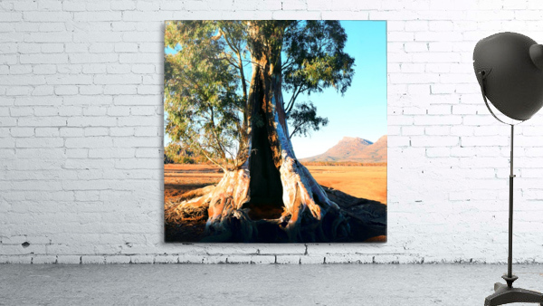 Endurance - Cazneaux Tree Wall Preview