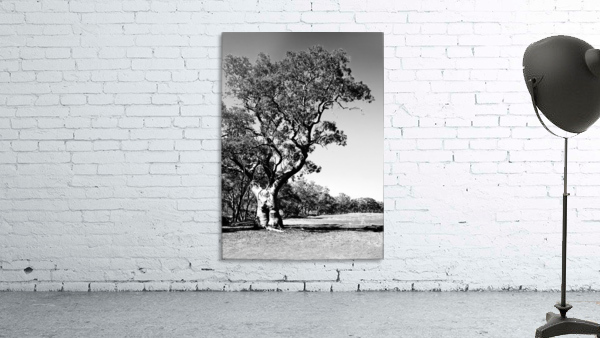 Old Gum Tree BW Wall Preview