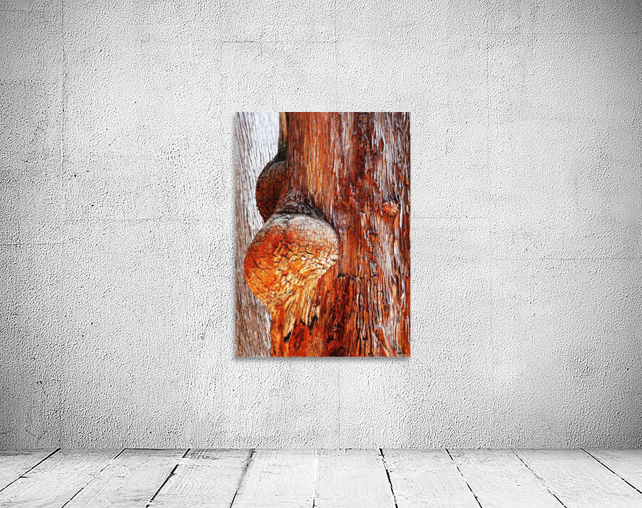Aussie Alpine Tree Bark 2 Wall Preview