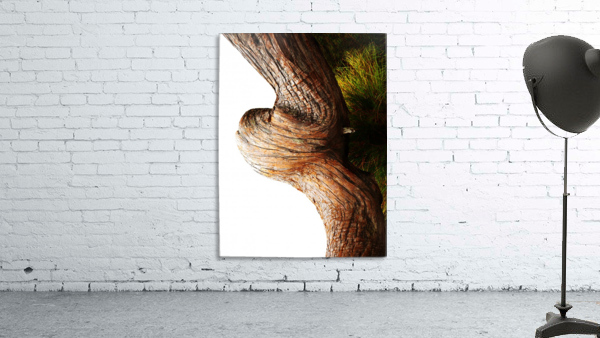Aussie Alpine Tree Bark 3 Wall Preview