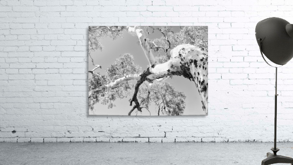 Burnt Ghost Gum - BW Wall Preview