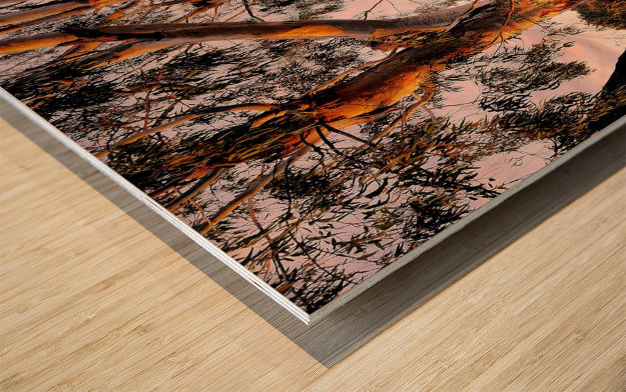Murray River Gums Wood print