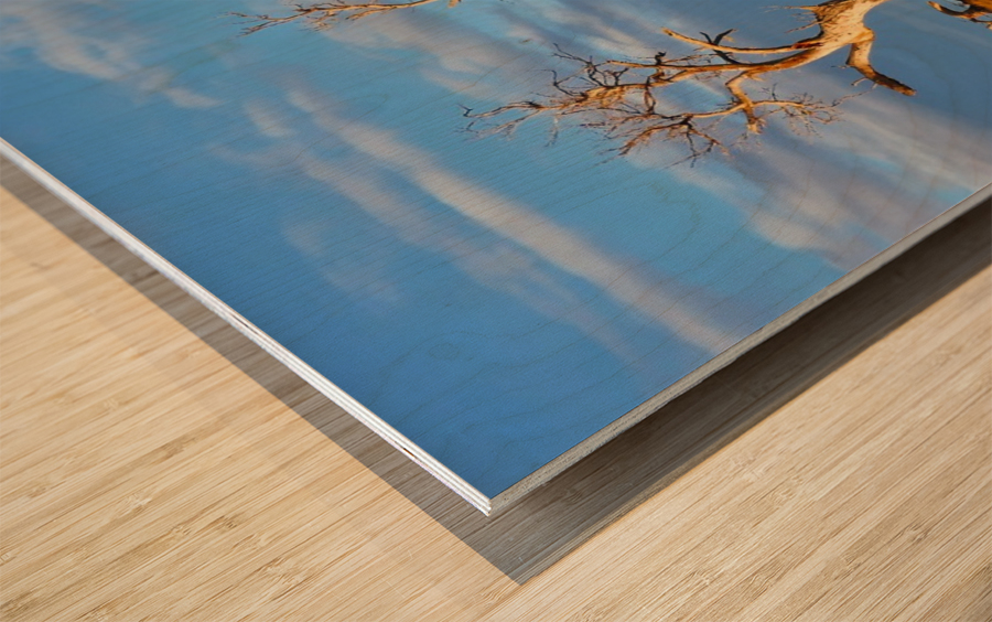 Beautiful Bare Trees 2 Wood print