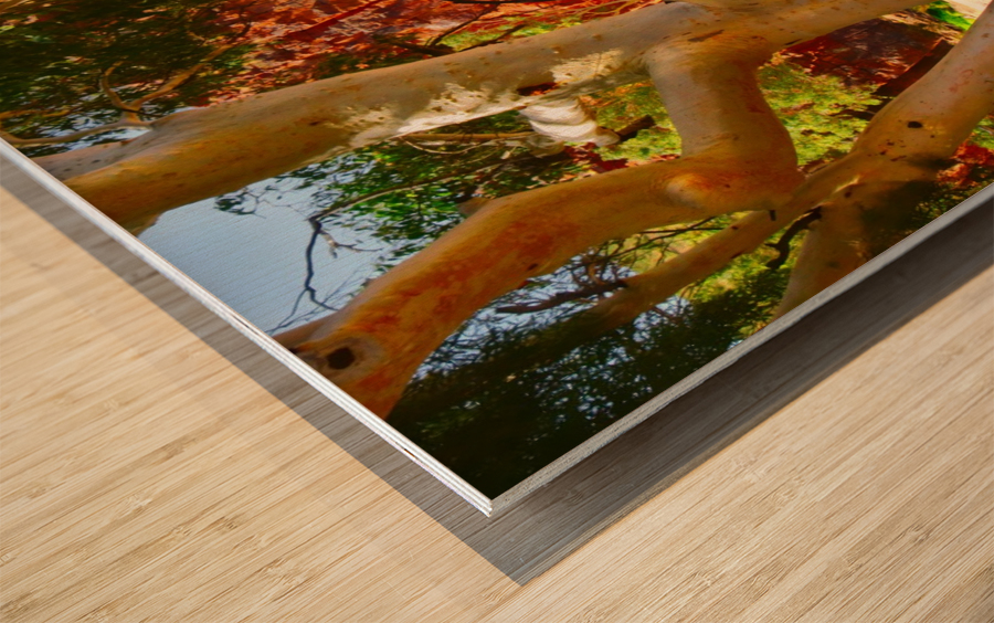 Sandy River - Ormiston Gorge Wood print