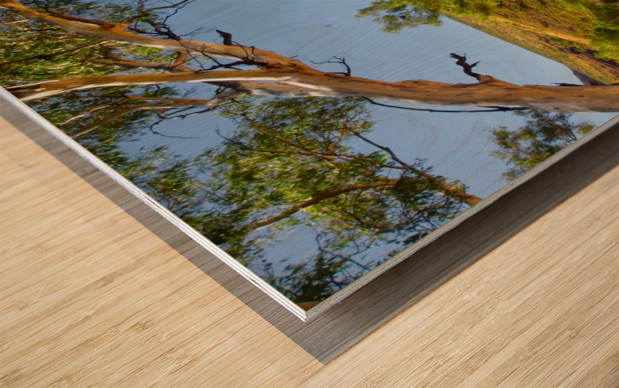 Dry River - Ormiston Gorge Wood print