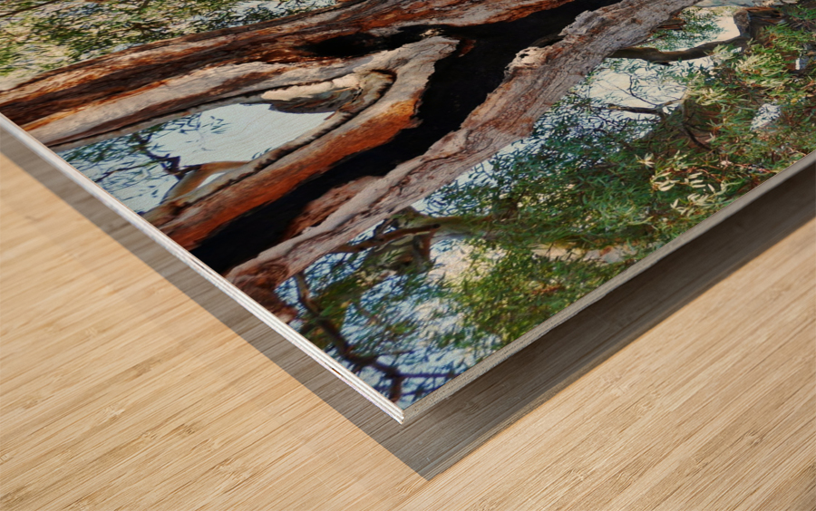 Burnt Out Wood print