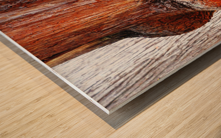 Aussie Alpine Tree Bark 2 Wood print