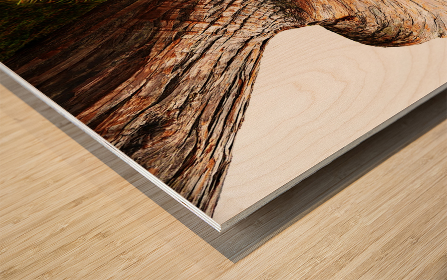 Aussie Alpine Tree Bark 3 Wood print
