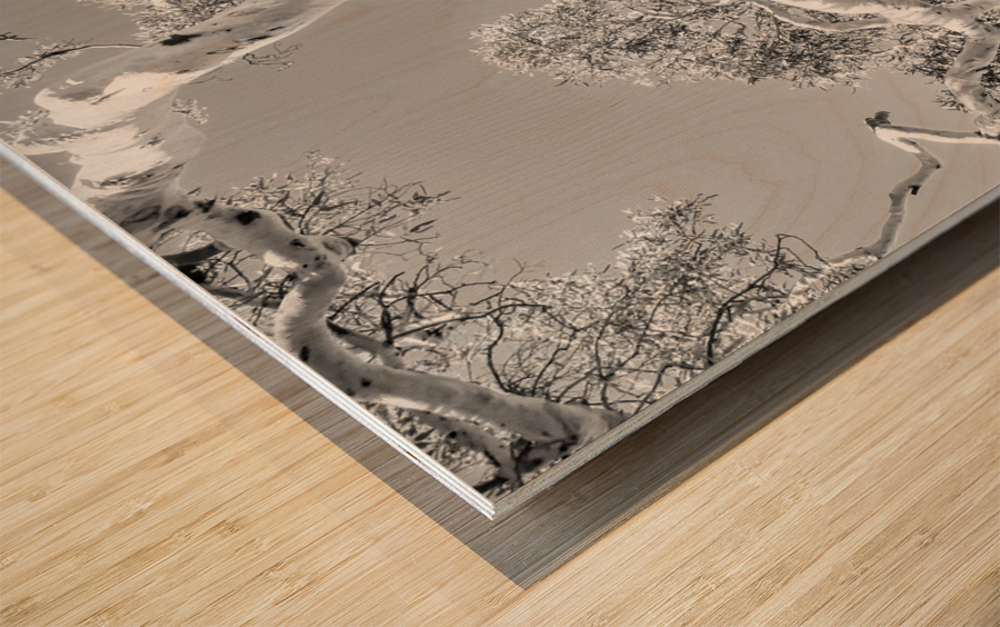 Burnt Ghost Gum - BW Wood print