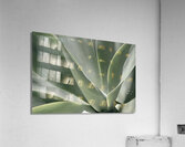 Blue Flame Agave  Acrylic Print