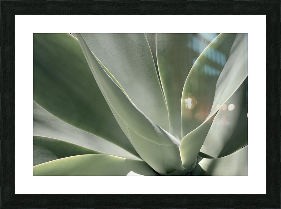 Blue Flame Agave  Picture Frame print