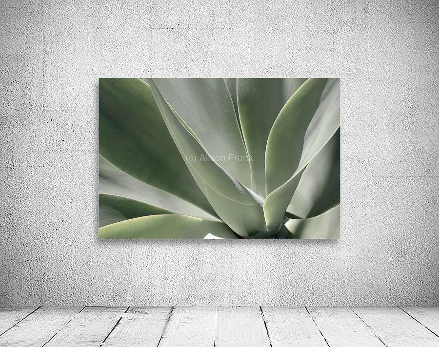 Blue Flame Agave  Wall Preview