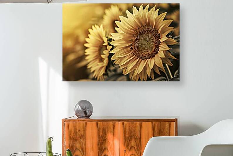 A stunning close up photograph of a sunflower in by Mitica Mihaila