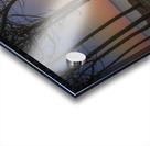 Pine trees and sea at sunset in Tuscany Acrylic print