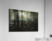 Three trees in the forest Acrylic Print