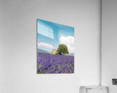 Lavender field a house and a tree. Provence France Acrylic Print