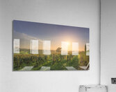 Bolgheri vineyards and trees in a foggy sunset Acrylic Print