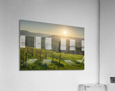 Chianti vineyards landscape at sunset. Tuscany Acrylic Print