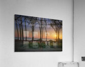 Pine trees and sea at sunset in Tuscany Acrylic Print