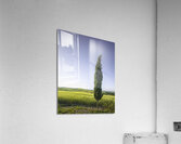 Cypress tree along the route of the via Francigena. Tuscany Acrylic Print