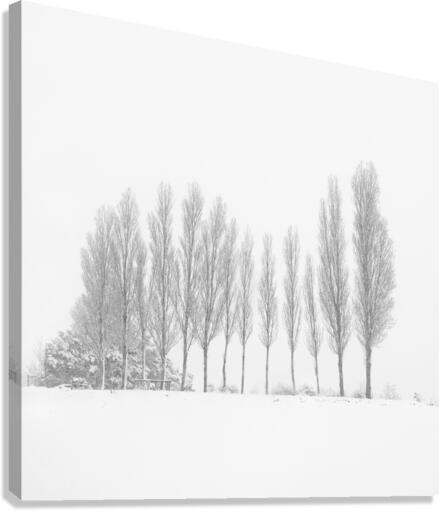 13 Trees Under the Snowfall Canvas Print