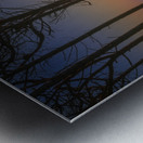 Pine trees and sea at sunset in Tuscany Metal print