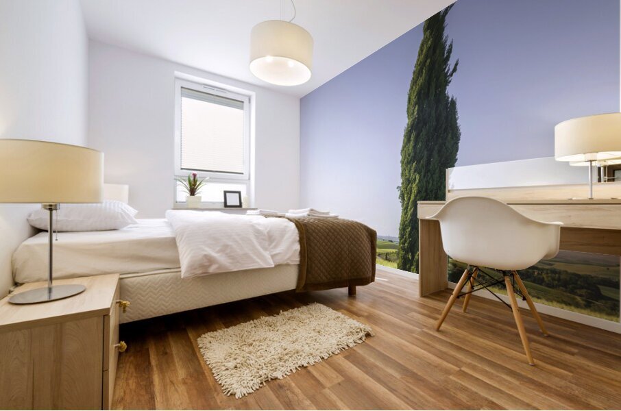 Cypress tree along the route of the via Francigena. Tuscany Mural print