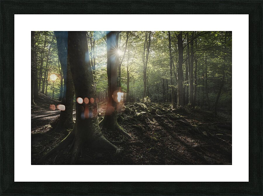 Three trees in the forest Picture Frame print