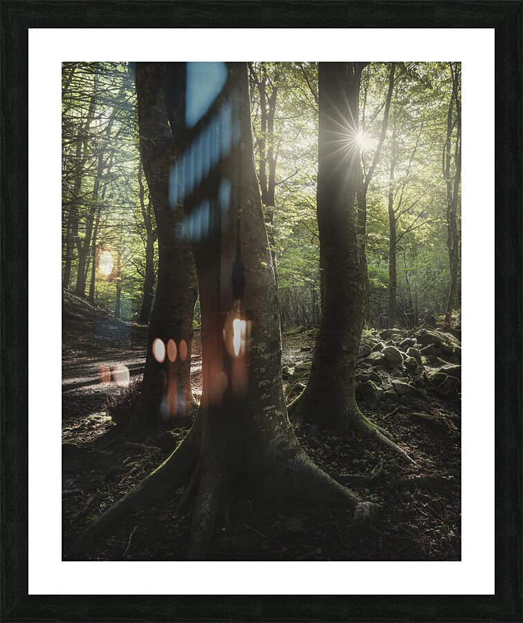 Three trees in the forest Picture Frame print