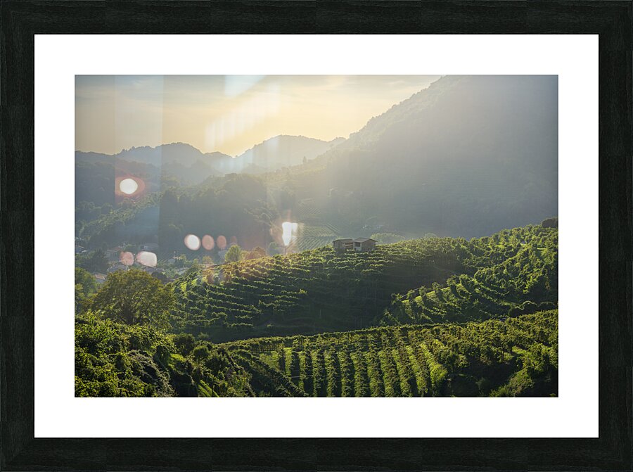 Prosecco Hills vineyards at sunset Picture Frame print
