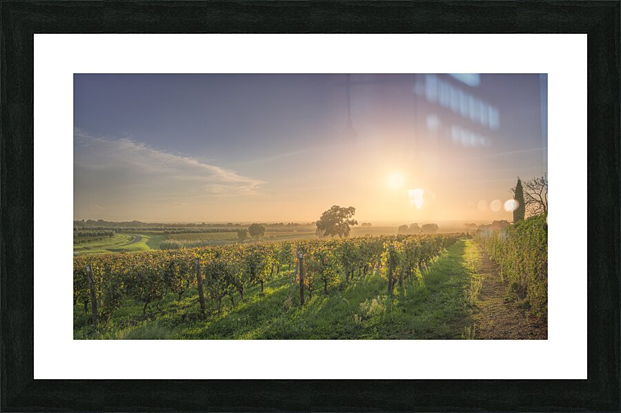 Bolgheri vineyards and trees in a foggy sunset Picture Frame print