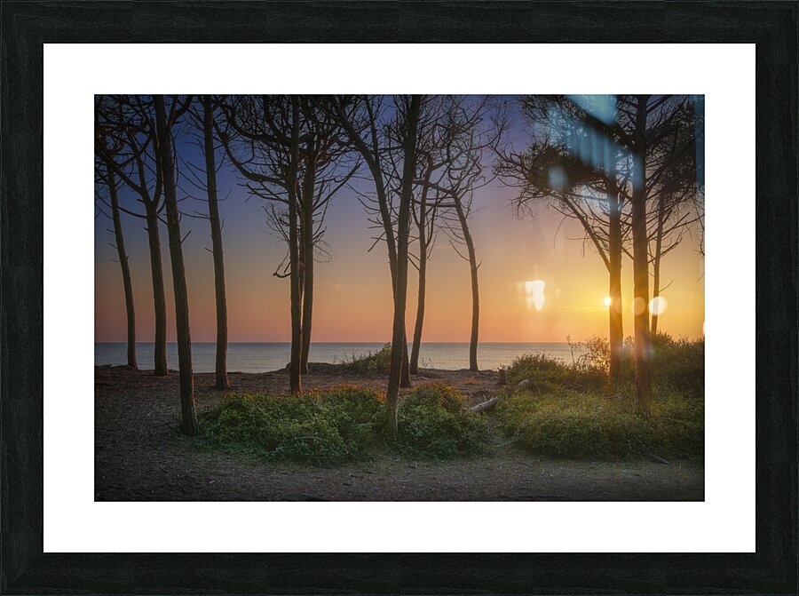 Pine trees and sea at sunset in Tuscany Picture Frame print