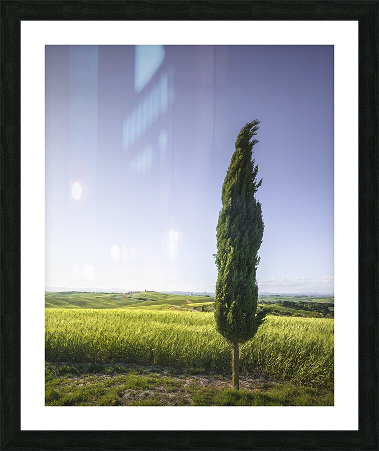 Cypress tree along the route of the via Francigena. Tuscany Picture Frame print
