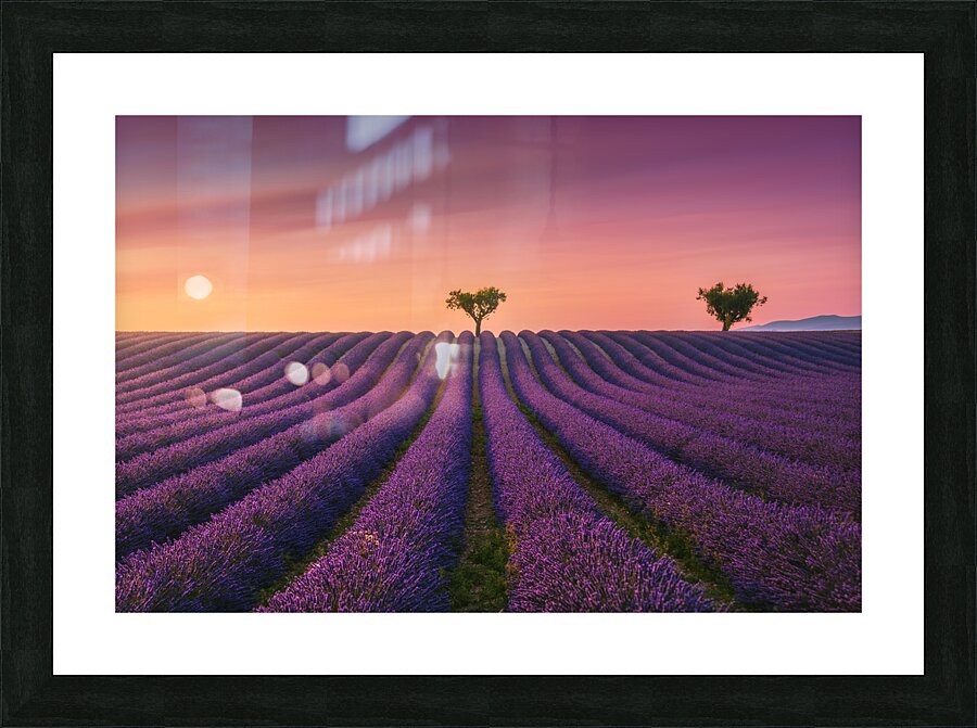 Lavender fields at sunset Valensole Picture Frame print