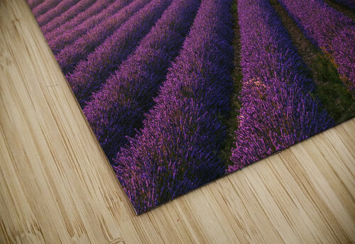 Lavender fields at sunset Valensole Stefano Orazzini puzzle