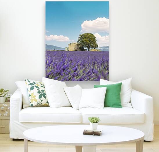 Lavender field a house and a tree. Provence France Reproduction