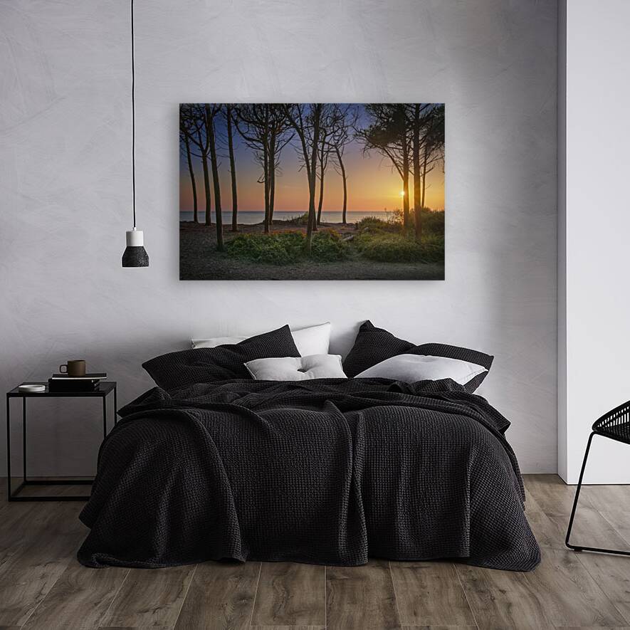 Pine trees and sea at sunset in Tuscany Reproduction