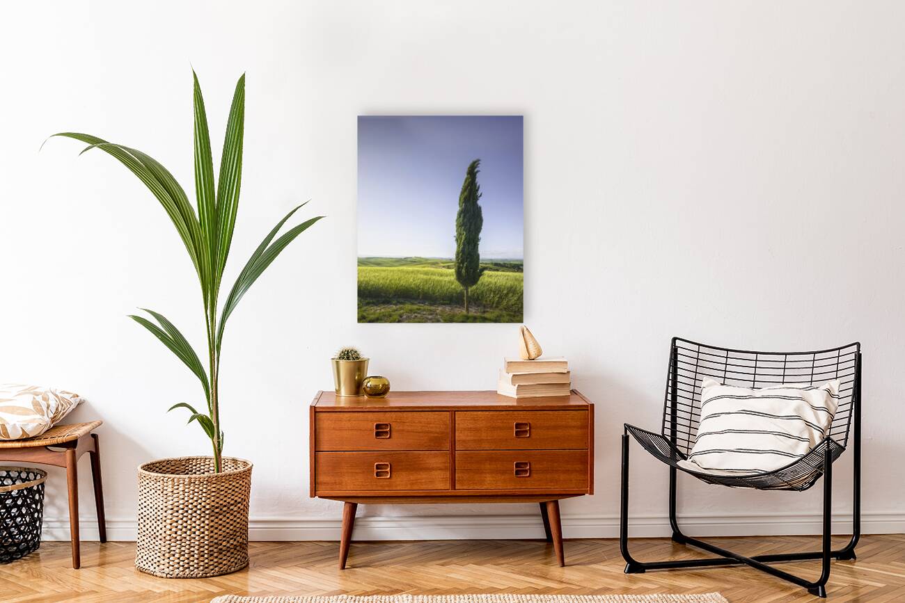 Cypress tree along the route of the via Francigena. Tuscany Reproduction