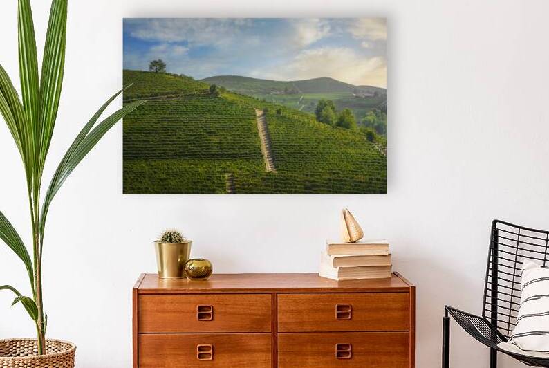 Vineyards on the Langhe hills in the morning. Italy by Stefano Orazzini