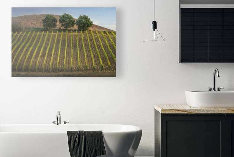 Montalcino vineyards and three trees. Tuscany region Italy by Stefano Orazzini