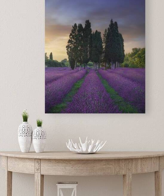 Lavender field and cypress trees. Bolgheri Tuscany  by Stefano Orazzini