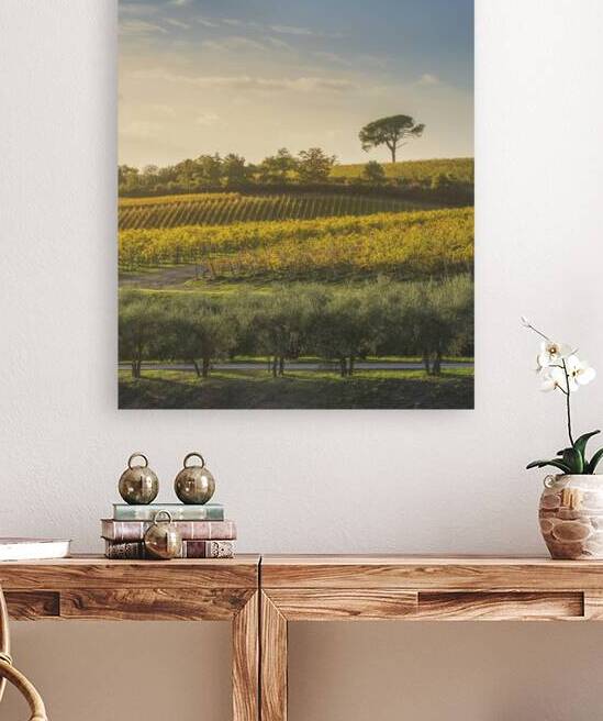 Stone pine and vineyards in Chianti region by Stefano Orazzini