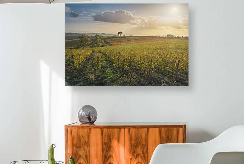 Stone pine and vineyards autumn landscape in Chianti region at  by Stefano Orazzini