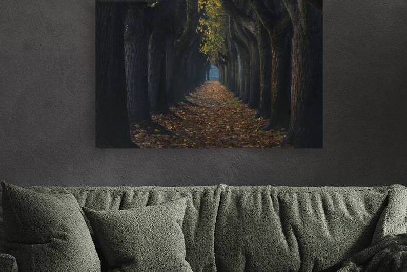 Tree tunnel walkway by Stefano Orazzini