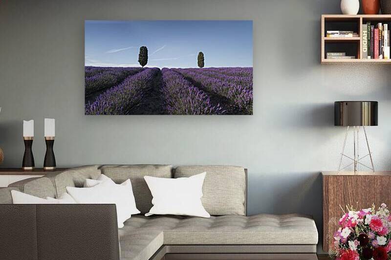 Lavender field and two cypresses in Tuscany by Stefano Orazzini