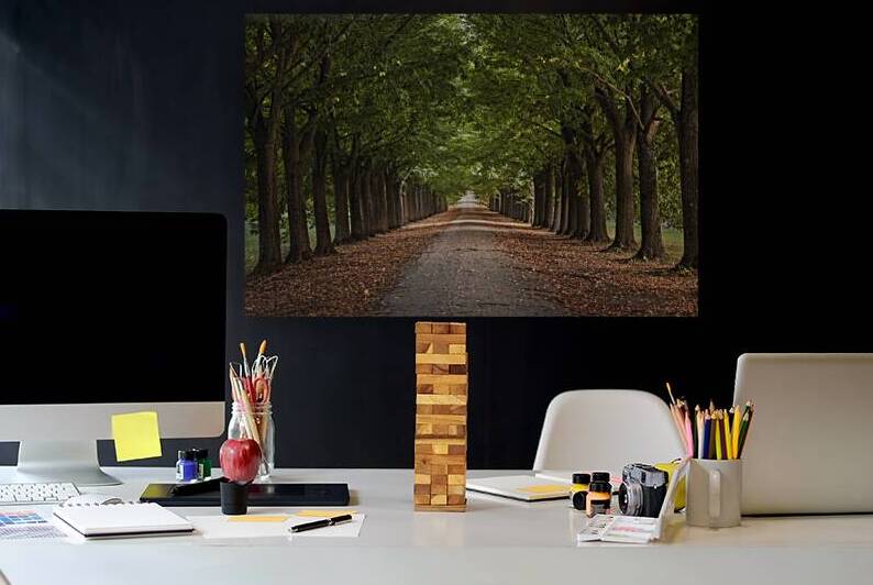 Linden avenue in Tuscany by Stefano Orazzini