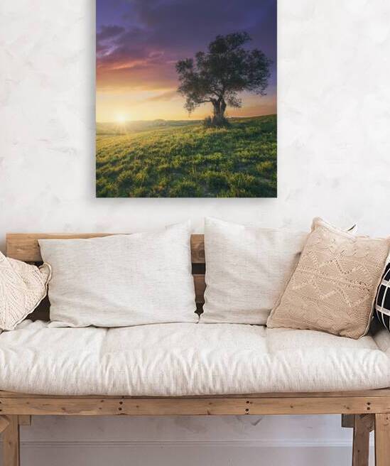 Olive tree in Tuscany by Stefano Orazzini